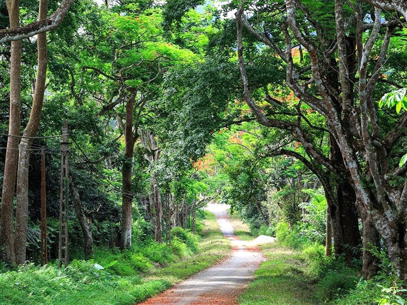 Cuc Phuong National Park (Ninh Binh Province) - 10 Most Amazing Landscapes in Vietnam